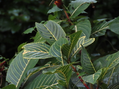 Sanchezia parvibracteata