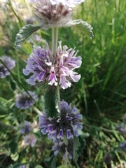 Marrubium supinum
