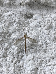 Tricyphona