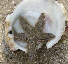 Astropecten platyacanthus