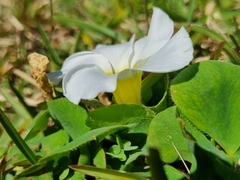 Oxalis purpurea