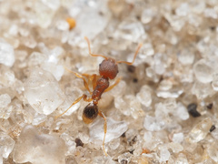 Pheidole
