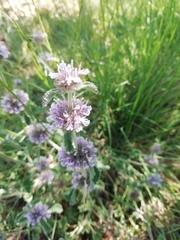 Marrubium supinum