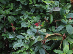 Sanchezia parvibracteata