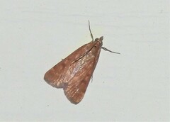 Achyra rantalis