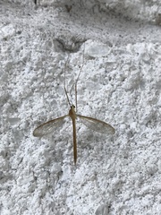 Tricyphona