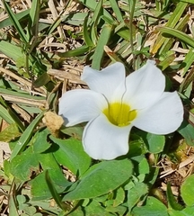 Oxalis purpurea