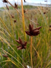 Bolboschoenus maritimus