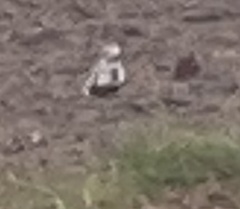Charadriiformes