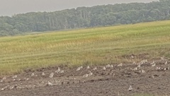Charadriiformes