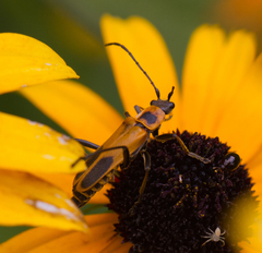 Chauliognathus pensylvanicus