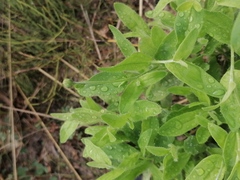 Myosotis sparsiflora