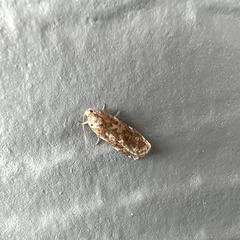 Choristoneura fumiferana