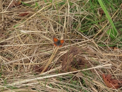 Lycaena phlaeas