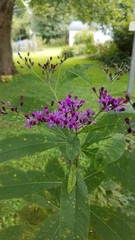 Vernonia gigantea