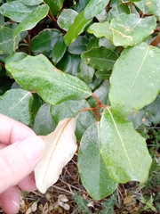 Elaeagnus × ebbingei