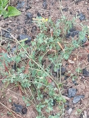 Lotus corniculatus