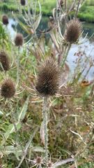 Dipsacus fullonum