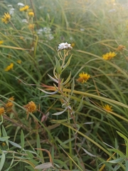 Achillea salicifolia