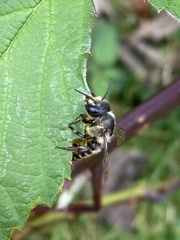 Megachile centuncularis