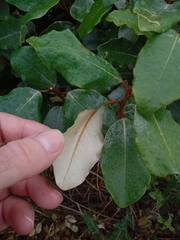 Elaeagnus × ebbingei