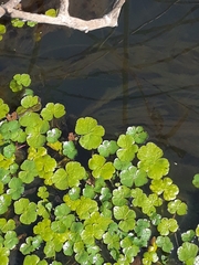 Hydrocotyle cryptocarpa