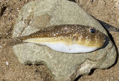Torquigener flavimaculosus