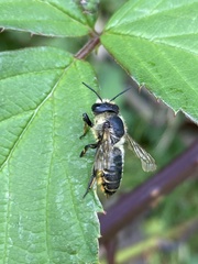 Megachile centuncularis