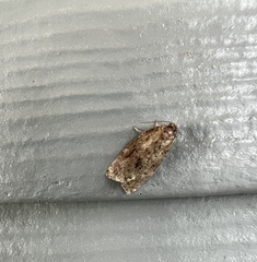 Choristoneura fumiferana