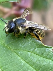 Megachile centuncularis