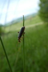 Cantharis