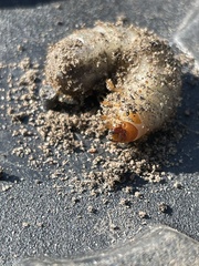 Pentodontini