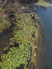 Hydrocotyle cryptocarpa