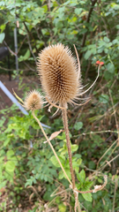 Dipsacus fullonum