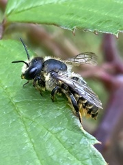Megachile centuncularis