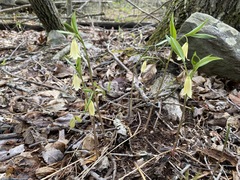 Uvularia puberula