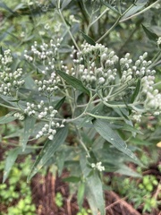 Eupatorium serotinum
