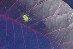 Araniella cucurbitina