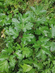 Heracleum sphondylium sibiricum