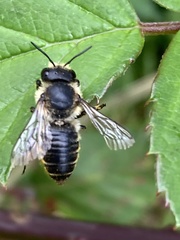 Megachile centuncularis