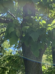 Catalpa