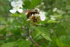 Symphyta