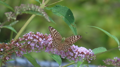 Argynnis paphia