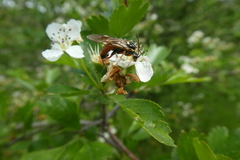 Symphyta
