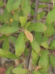 Prunus spinosa dasyphylla