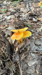 Hygrocybe acutoconica