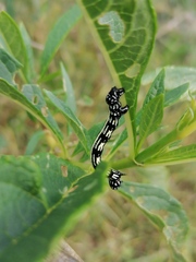 Acronyctodes mexicanaria