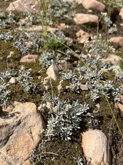 Antennaria