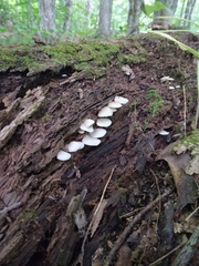 Crepidotus applanatus