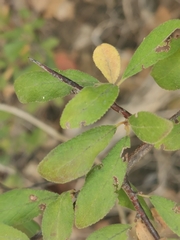 Prunus spinosa dasyphylla